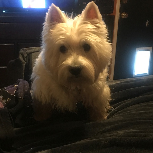 I’m Carlie, welcome to my Closet 💗 - Picture 4 of 4